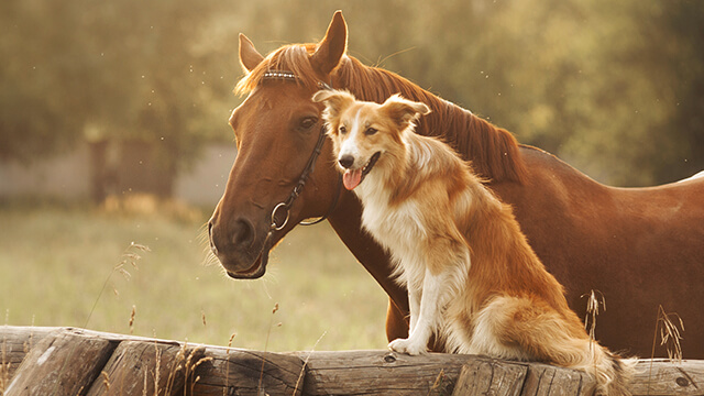 Tierversicherungen: Ein Hund sitzt auf einem Holzzaun vor einem Pferd.