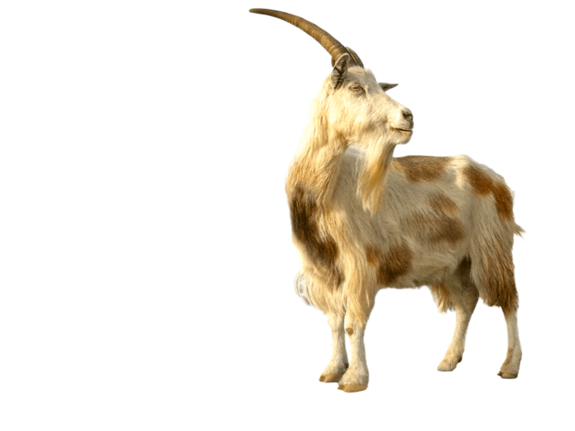 Weiße Ziege mit braunen Flecken und einem langen Horn steht auf einem weißen Hintergrund.